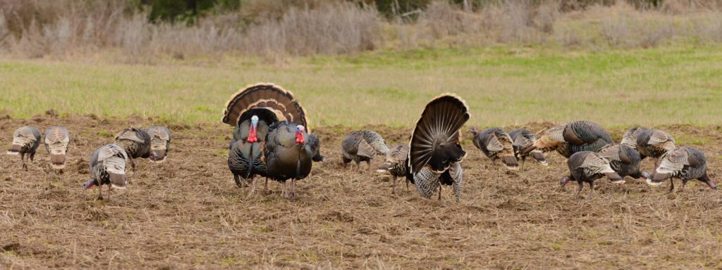 wild-turkeys-in-field