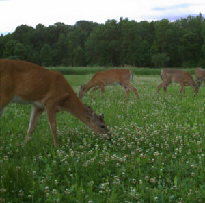 velvet antler growth