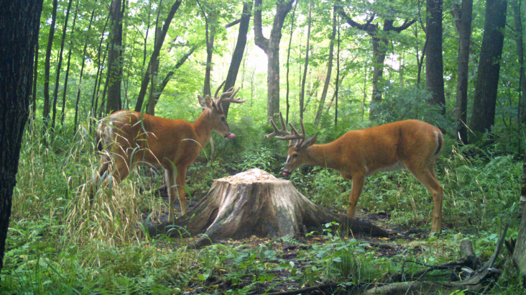 bucks on minerals