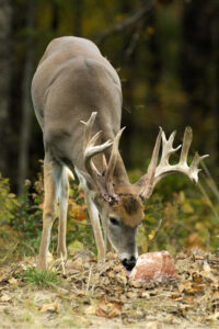 whitetail BioRock mineral 