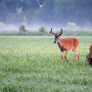 Minerals for Antler Growth: The Fascination with Growing Whitetail Antlers