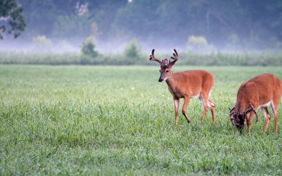 whitetail bucks in velvet