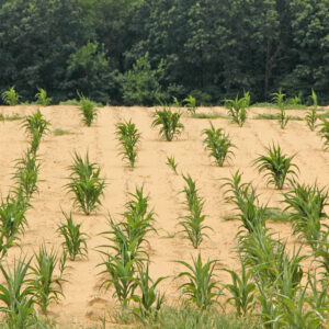 6 Tips for Drought Proofing Food Plots