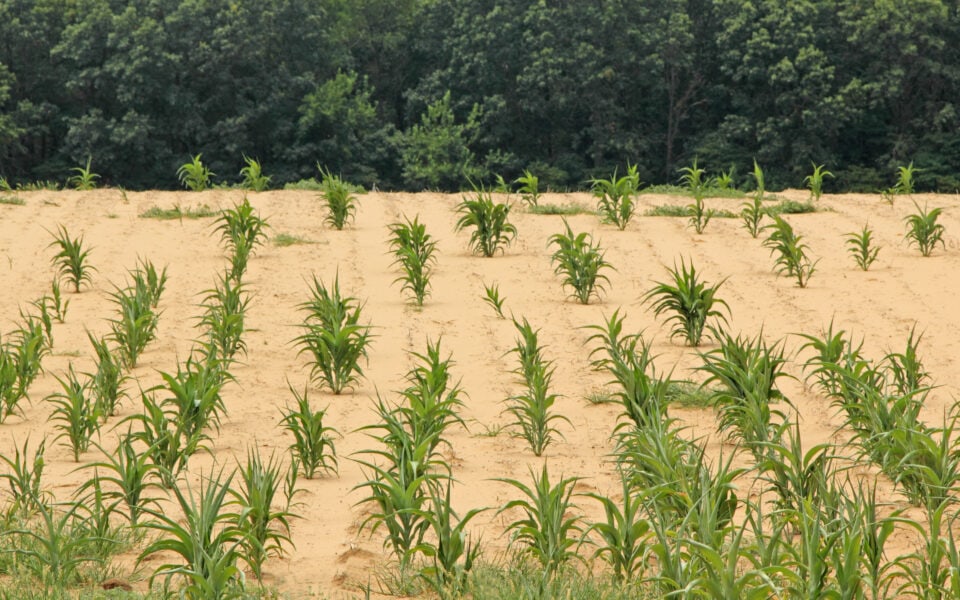 drought food plot