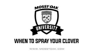 When To Spray Your Clover Food Plots