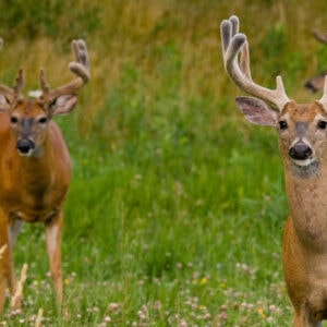 No-Till Food Plots: Increased Results with Fewer Steps