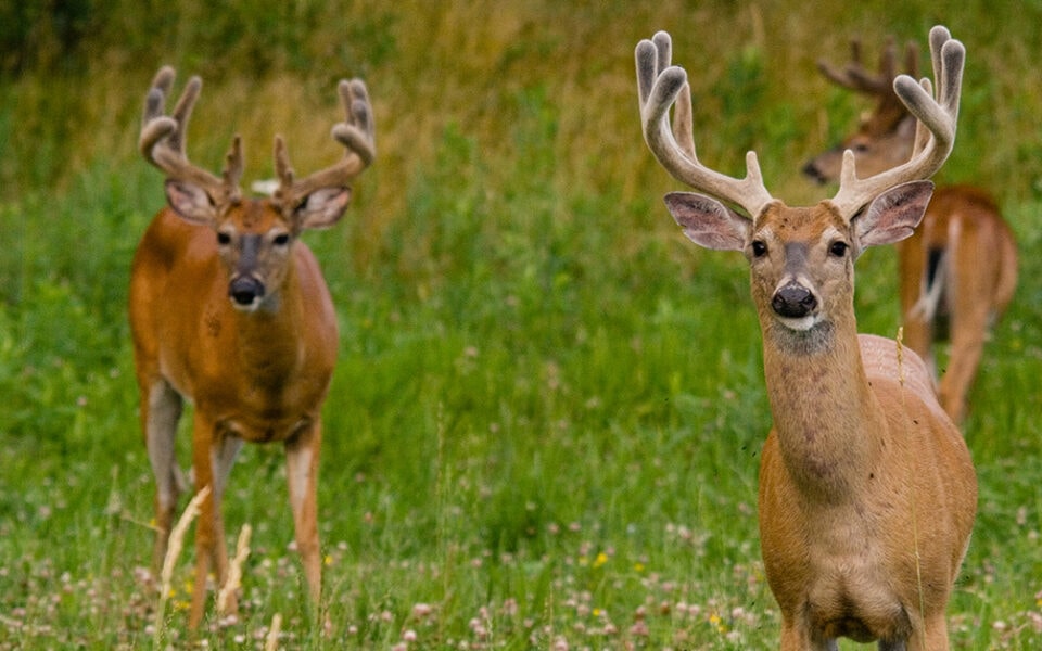 no-till food plots