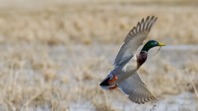 what to plant for waterfowl