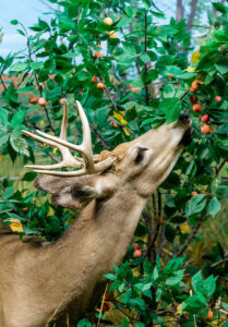 whitetail eating fruit