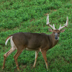 The Importance of Spring / Summer Food Plots: The GameKeepers of Mossy Oak Ep. 2 (2021 Season)