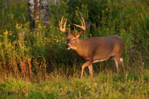 no-till food plot whitetail