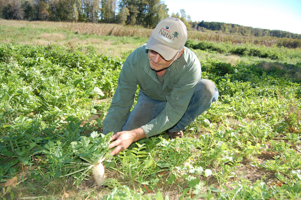 brassica food plot