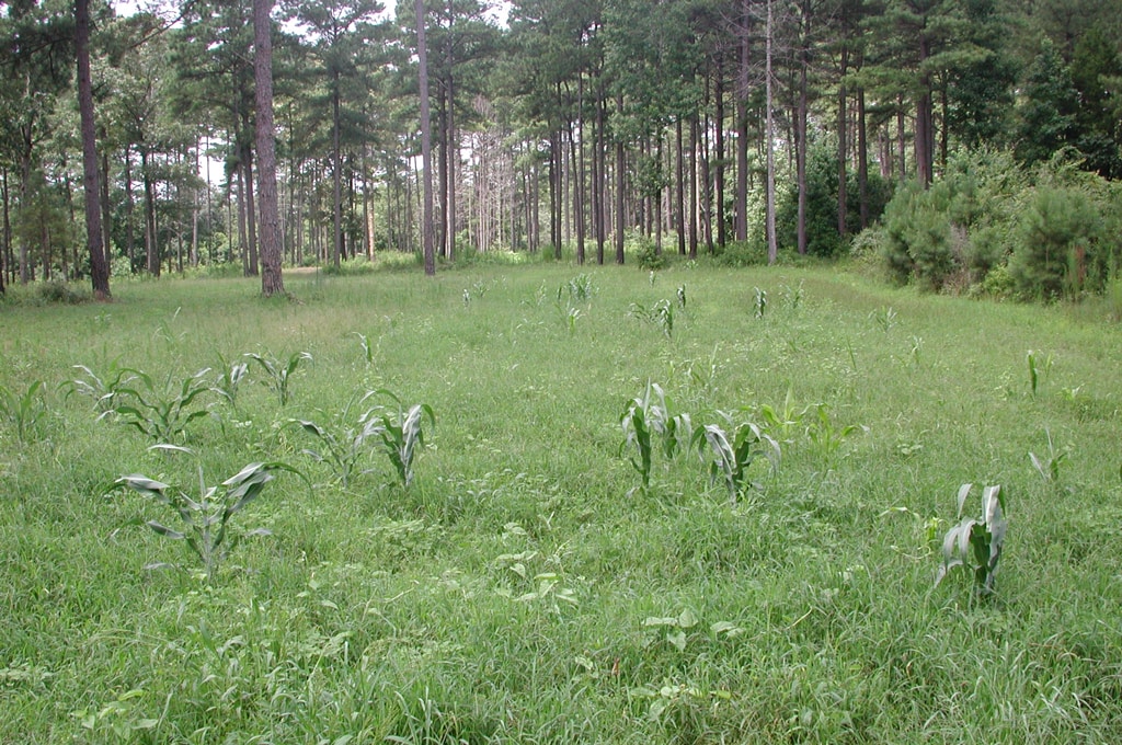 weeds in summer food plot