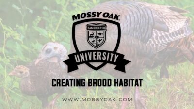 Creating Brood Habitat