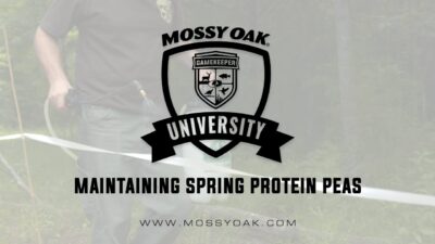 Maintaining Spring Protein Peas