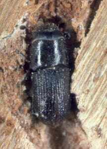 Pine Beetle