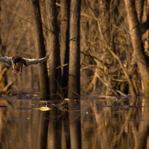 Bottomland Timber Hunt Project | The GameKeepers of Mossy Oak (2021 season)