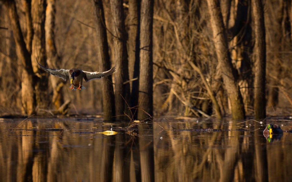 bottomland-timber-hunt-project---dylan-farrell