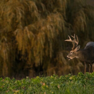 Creating Ideal Whitetail Habitat with The Lindsey’s | The GameKeepers of Mossy Oak (2021 Season)