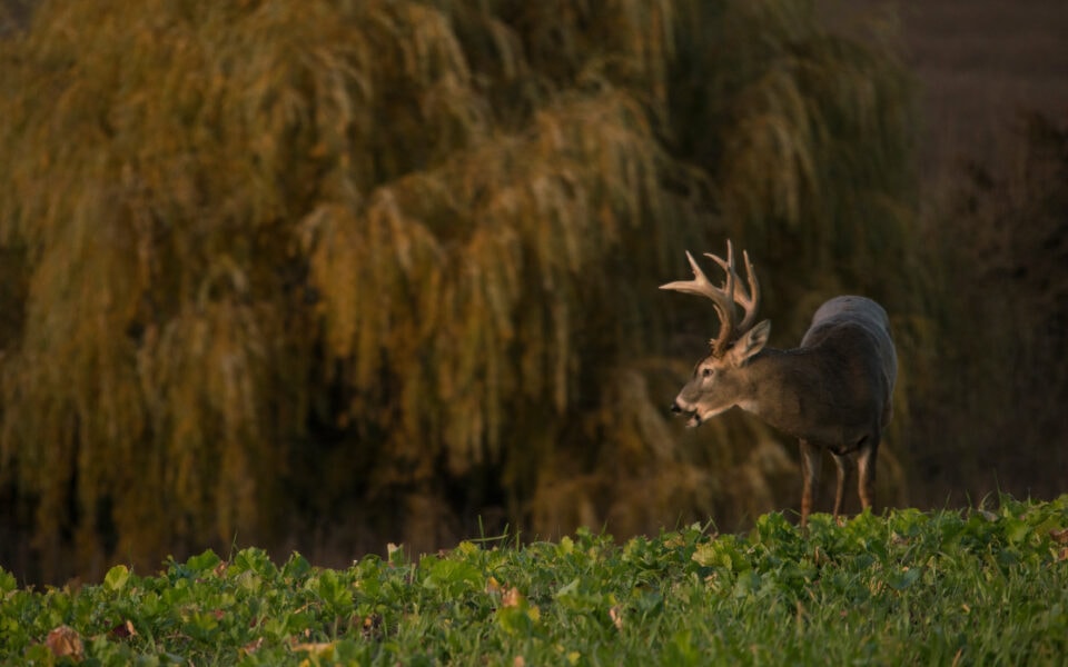 creating-ideal-whitetail-habitat