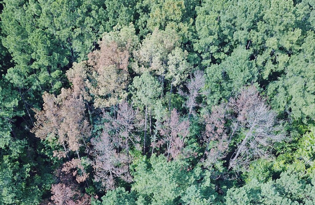 dead-pine-trees