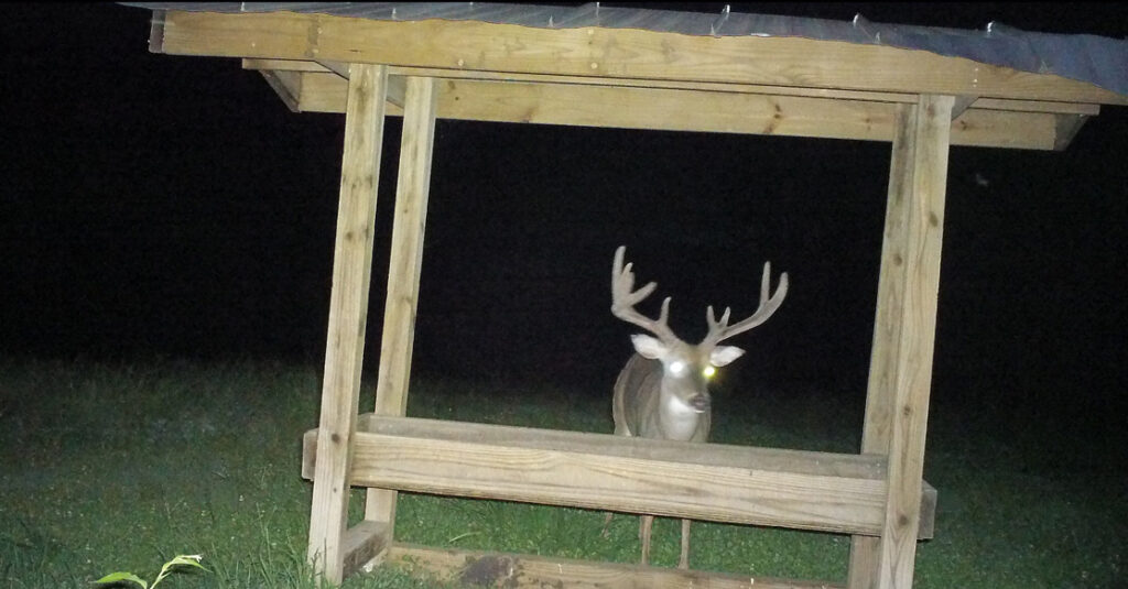 deer-at-feeder