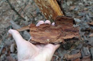 distinctive-beetle-patterns-in-bark