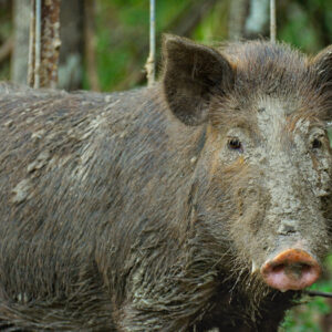 The Feral Hog Predicament