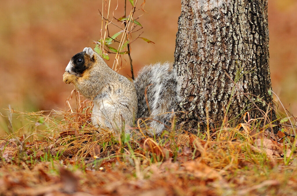 fox-squirrel