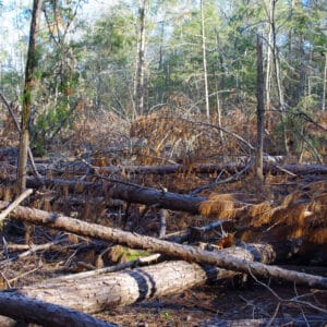 Pine Bark Beetles