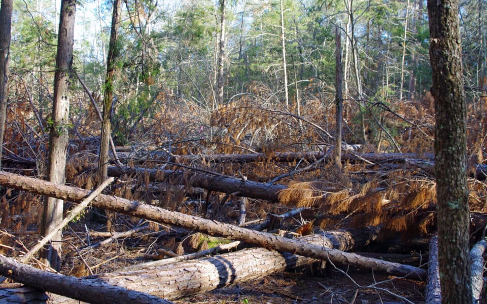 pine-bark-beetles