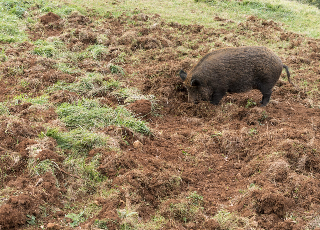 wild-hog-rooting