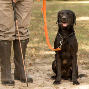 Gundog Training: The Heeling Stick