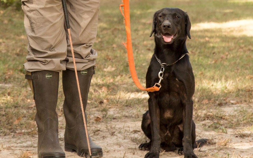 Gundog-Training-proper-use-of-a-heeling-stick