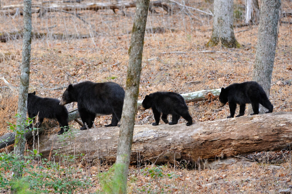 Species-Profile-Black-Bear