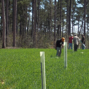 Tree Plots Produce Mast and Reduce Conversion