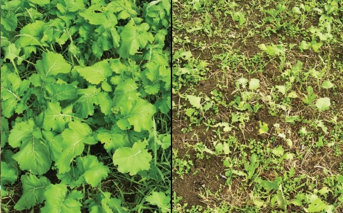 armyworm-damage-in-food-plots