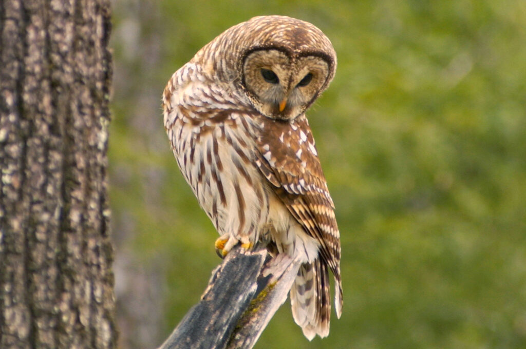 Barred Owl