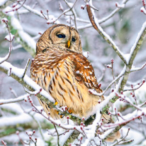 Species Profile: Barred Owl