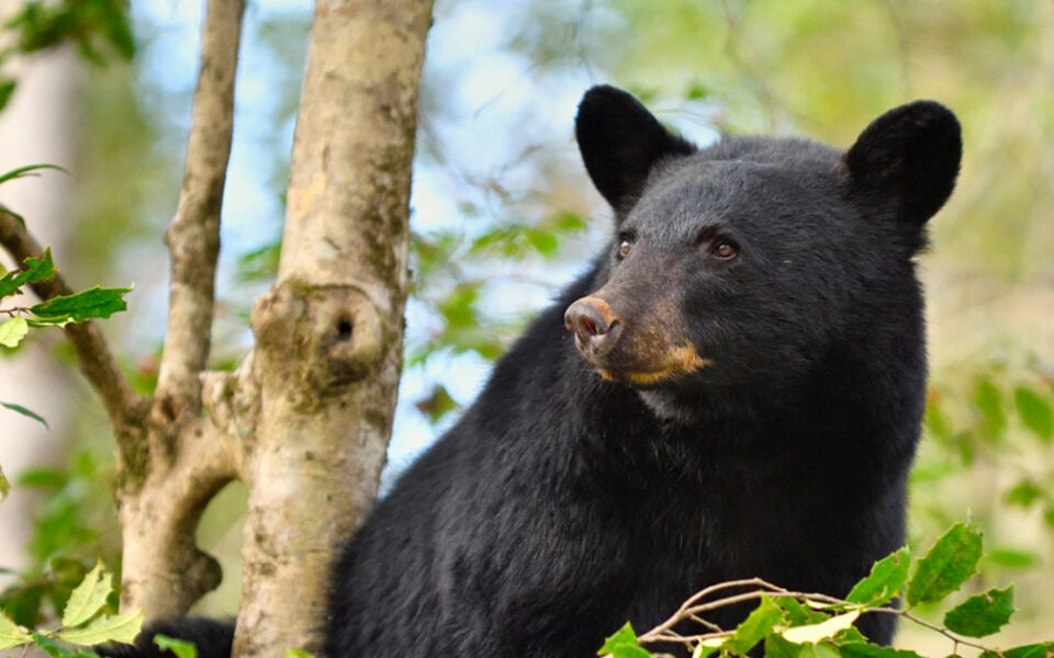 black-bear-in-tree