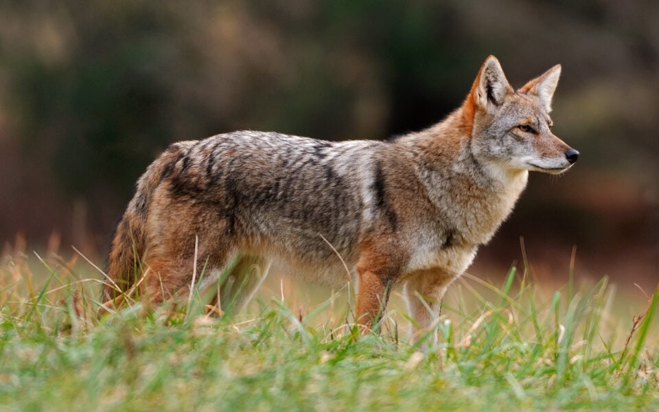 coyote-in-field