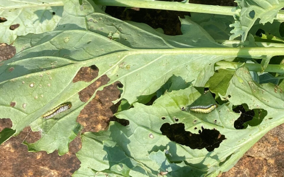 fall armyworms