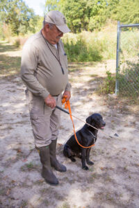 gundog-training-heeling-stick