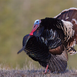 The Effects of Predators on Wild Turkey Populations | The GameKeepers of Mossy Oak (2021 season)