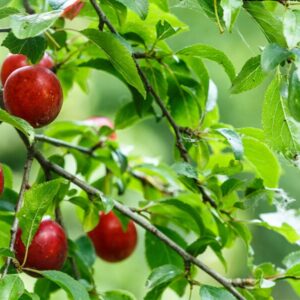 American Plum (Prunus americana)