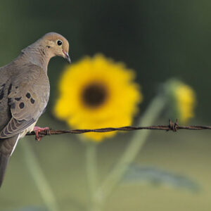 Creating a Reliable Dove Field