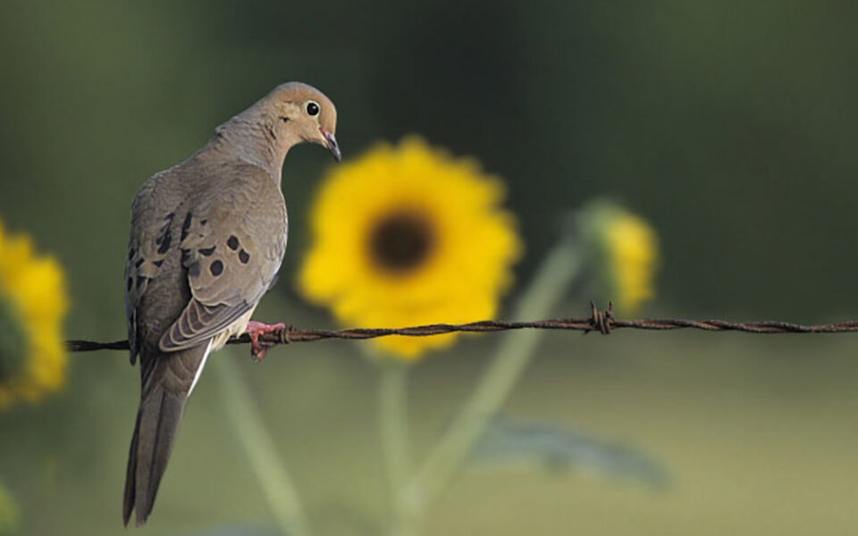 creating a reliable dove field