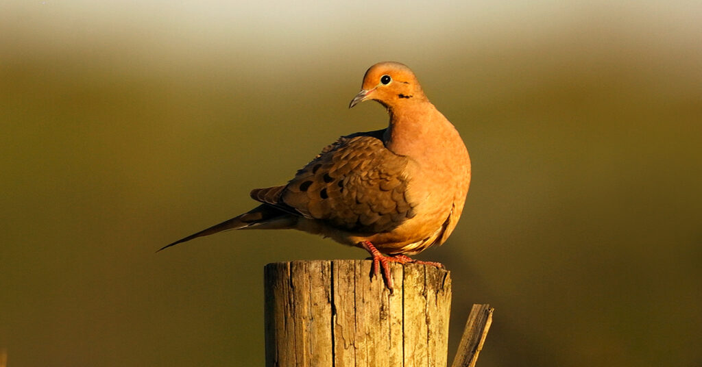 mourning-dove-on-fence