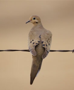 mourning-dove-on-wire