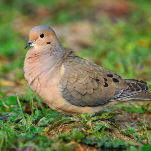 Species Profile: Mourning Dove